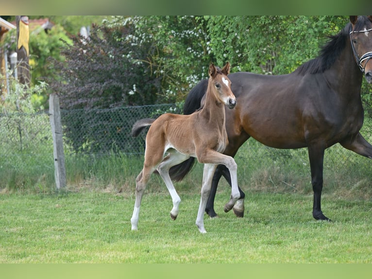German Sport Horse Mare Foal (04/2025) Bay-Dark in Sch&#xF6;nwalde-Glien