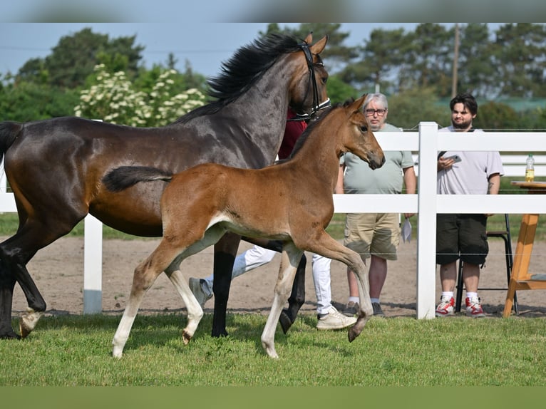 German Sport Horse Mare Foal (04/2025) Bay-Dark in Sch&#xF6;nwalde-Glien