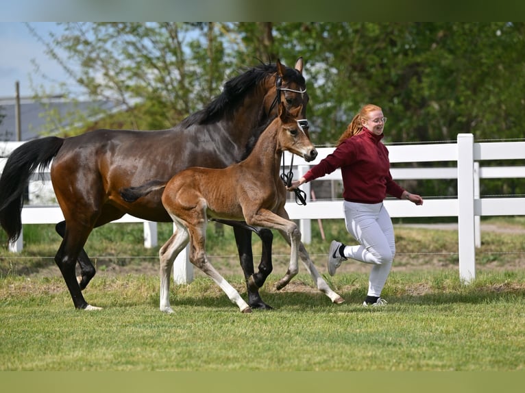 German Sport Horse Mare Foal (04/2025) Bay-Dark in Sch&#xF6;nwalde-Glien