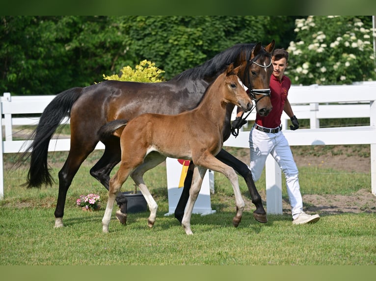 German Sport Horse Mare Foal (04/2025) Bay-Dark in Sch&#xF6;nwalde-Glien