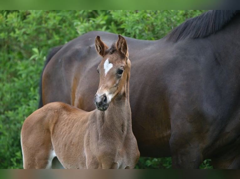 German Sport Horse Mare Foal (04/2025) Bay-Dark in Sch&#xF6;nwalde-Glien