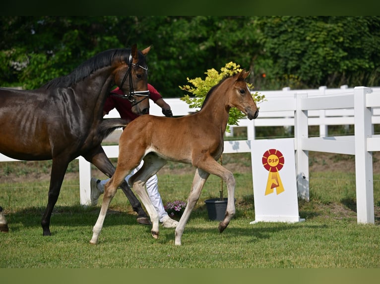 German Sport Horse Mare Foal (04/2025) Bay-Dark in Sch&#xF6;nwalde-Glien