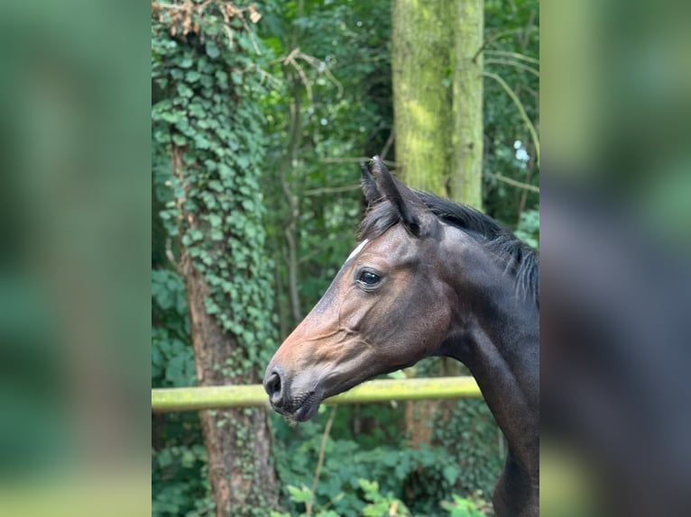 German Sport Horse Mare Foal (02/2025) Bay-Dark in Neustadt (Dosse)