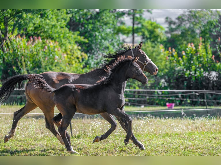 German Sport Horse Mare Foal (04/2025) Bay-Dark in Dippoldiswalde