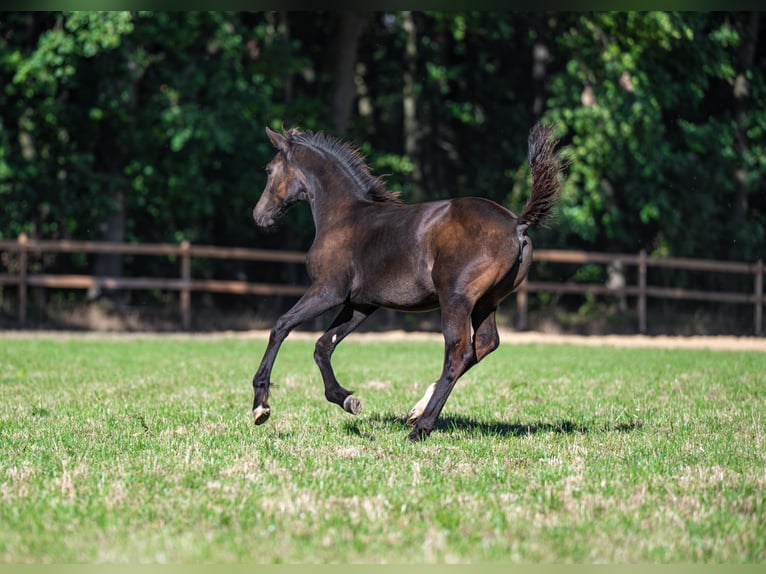 German Sport Horse Mare Foal (04/2025) Bay-Dark in Dippoldiswalde