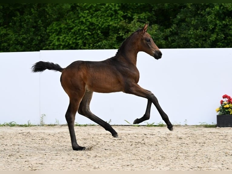 German Sport Horse Mare Foal (05/2025) Bay-Dark in Fronhofen