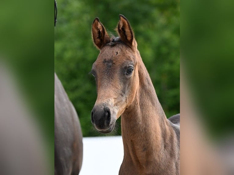German Sport Horse Mare Foal (05/2025) Bay-Dark in Fronhofen