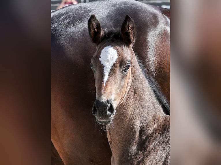 German Sport Horse Mare Foal (05/2025) Bay-Dark in Gomadingen