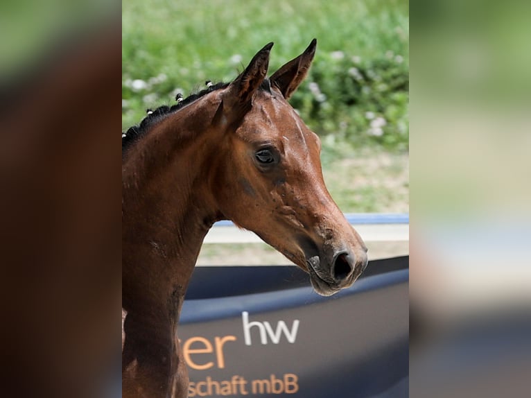 German Sport Horse Mare Foal (03/2025) Bay-Dark in Gomadingen