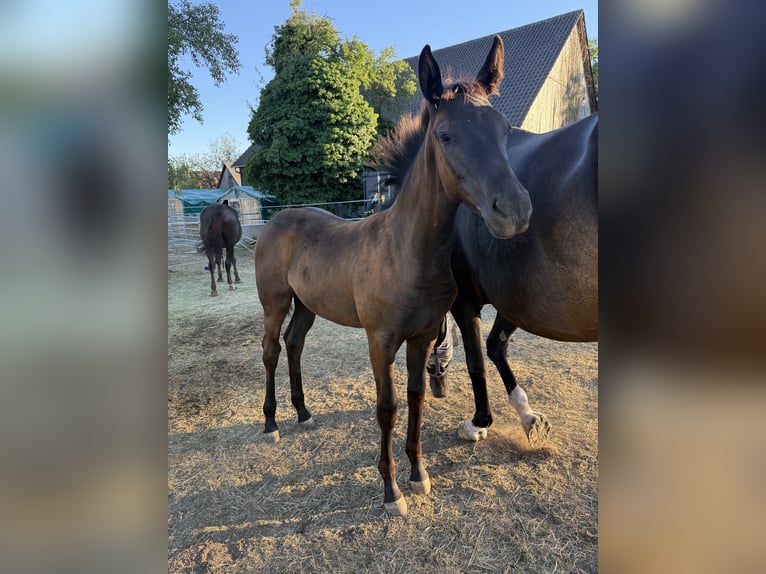 German Sport Horse Mare Foal (03/2026) Bay-Dark in Wolpertshausen