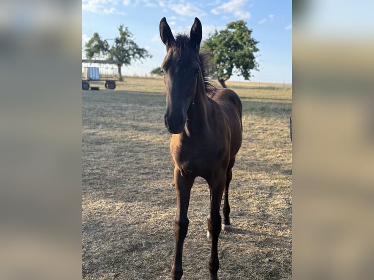 German Sport Horse Mare Foal (03/2026) Bay-Dark in Wolpertshausen