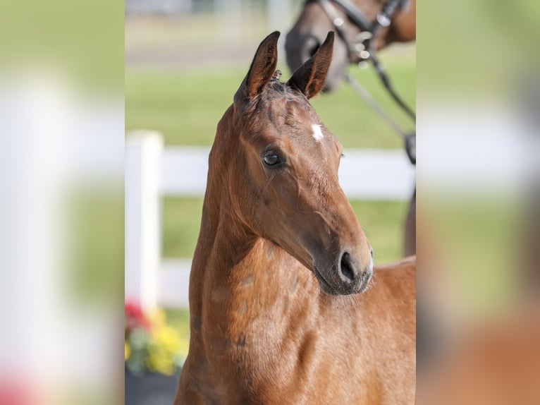 German Sport Horse Mare Foal (05/2025) Bay-Dark in Gomadingen