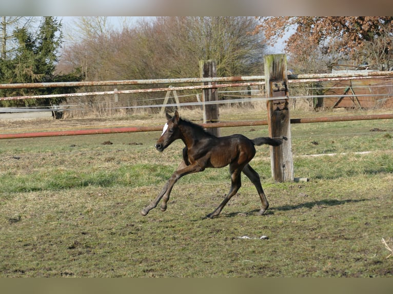 German Sport Horse Mare  Bay-Dark in Berenbrock
