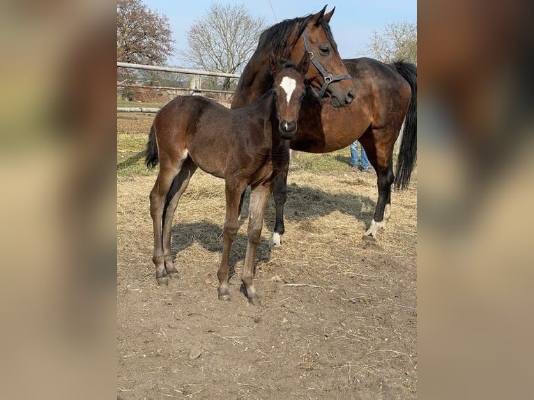 German Sport Horse Mare  Bay-Dark in Berenbrock