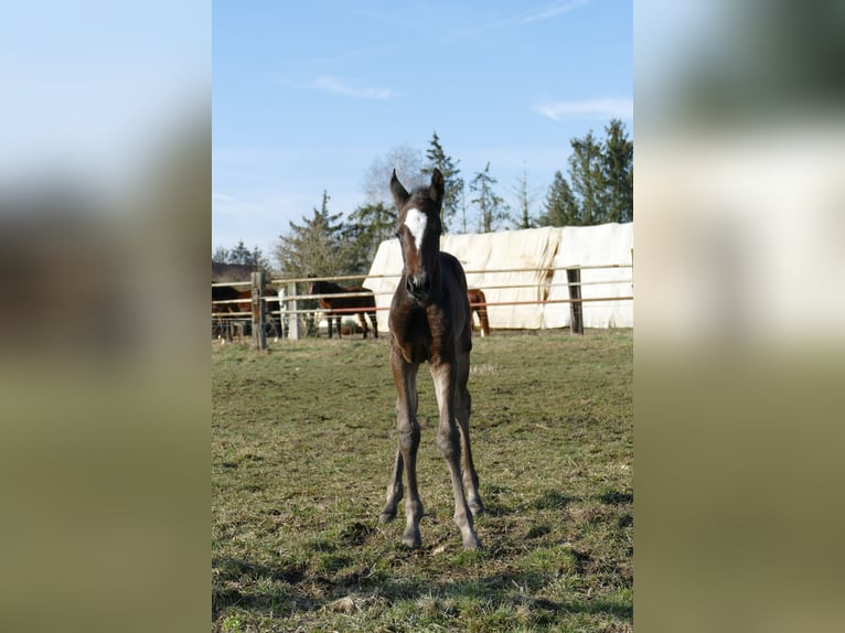 German Sport Horse Mare  Bay-Dark in Berenbrock
