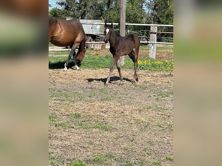 German Sport Horse Mare  Bay-Dark in Berenbrock