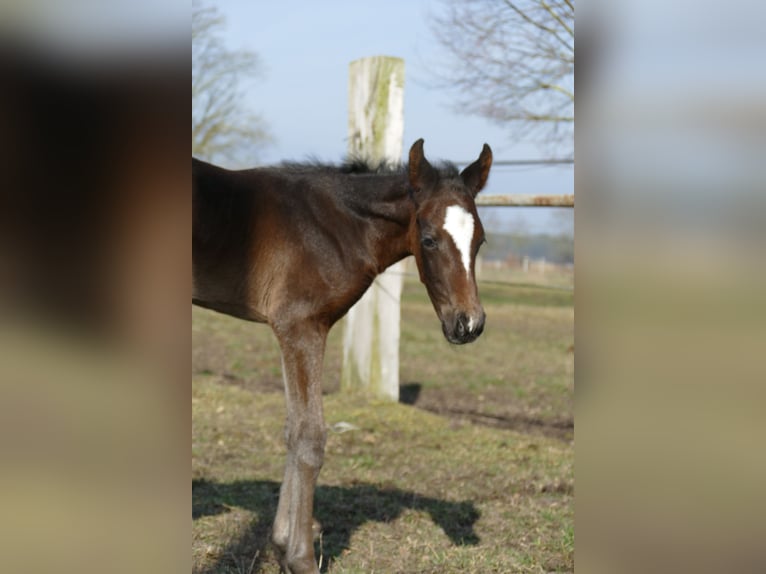 German Sport Horse Mare  Bay-Dark in Berenbrock