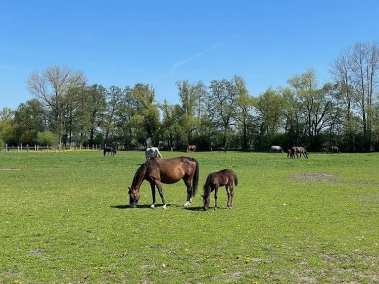German Sport Horse Mare  Bay-Dark in Berenbrock