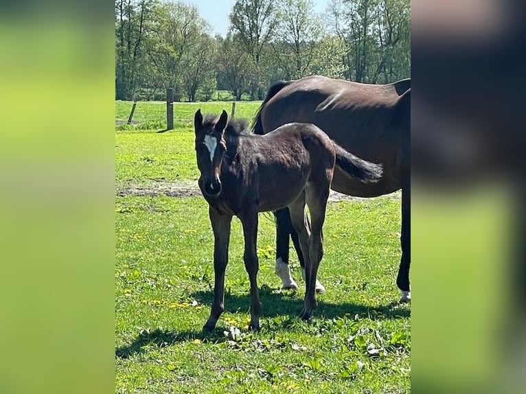 German Sport Horse Mare  Bay-Dark in Berenbrock