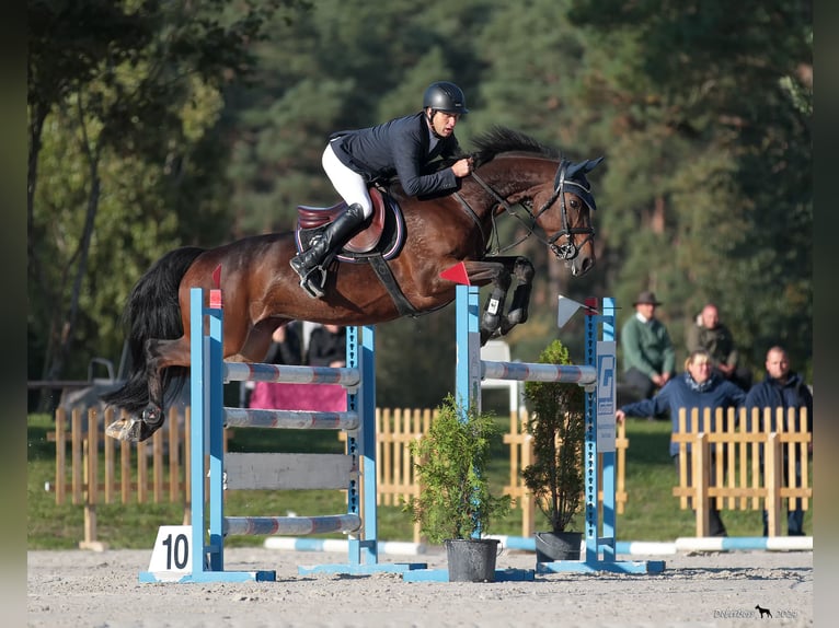 German Sport Horse Mare Foal (03/2025) Bay-Dark in Chieming