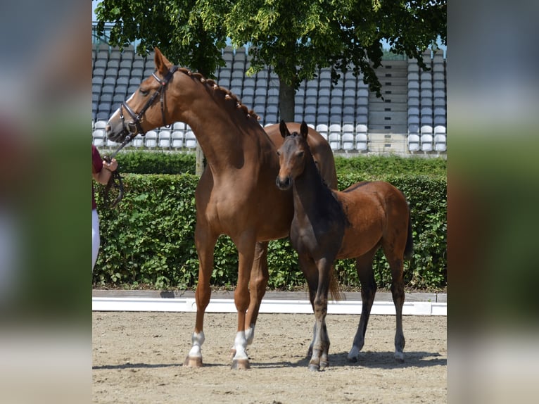 German Sport Horse Mare Foal (03/2025) Bay-Dark in Chieming