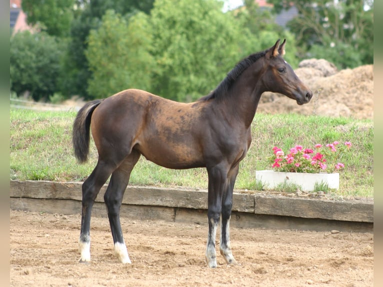 German Sport Horse Mare Foal (03/2026) Bay-Dark in Farsleben