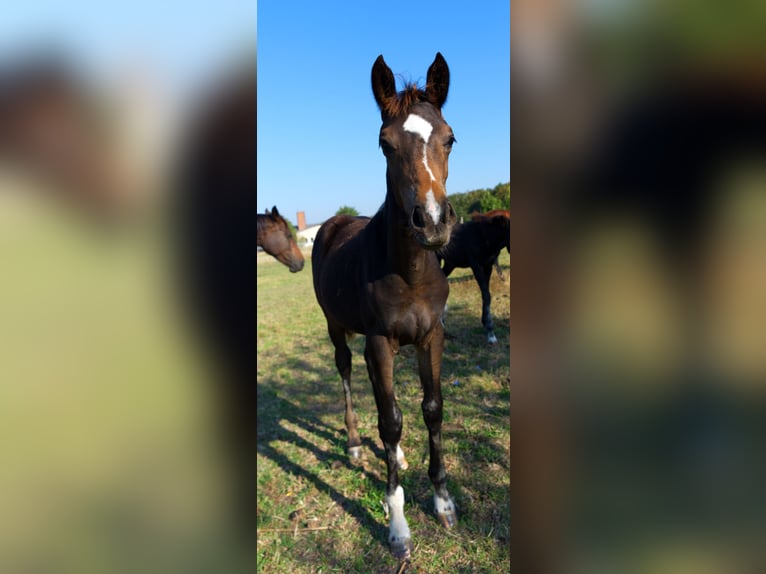 German Sport Horse Mare Foal (05/2024) Black in Barby