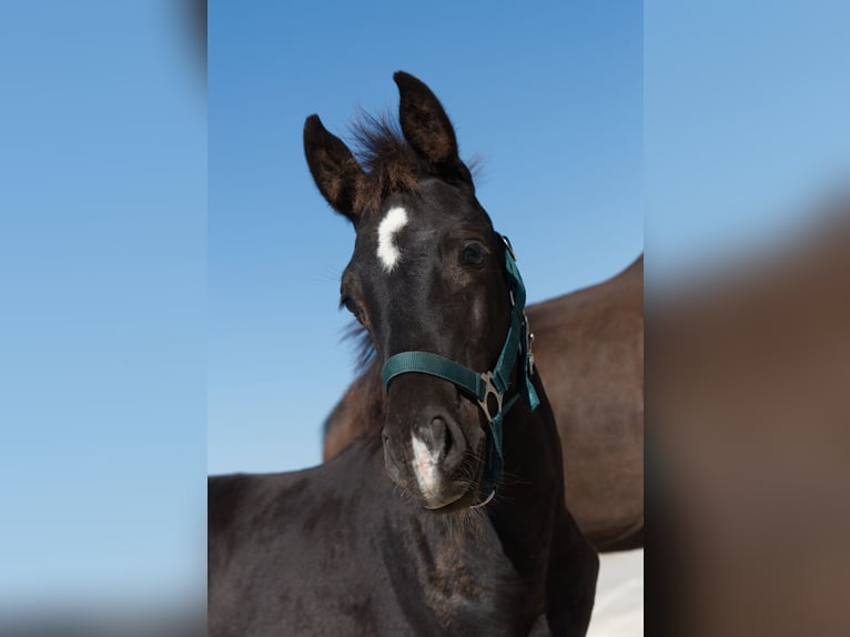 German Sport Horse Mare Foal (05/2024) Black in Barby