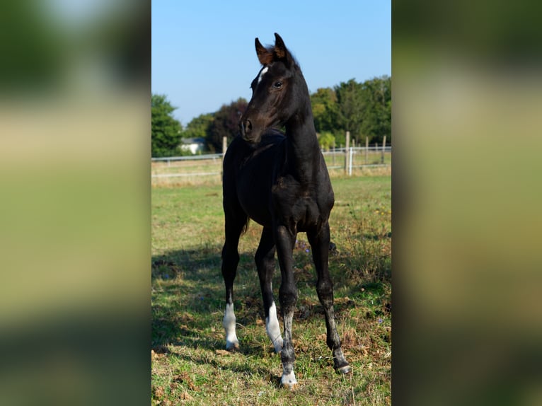 German Sport Horse Mare Foal (05/2024) Black in Barby