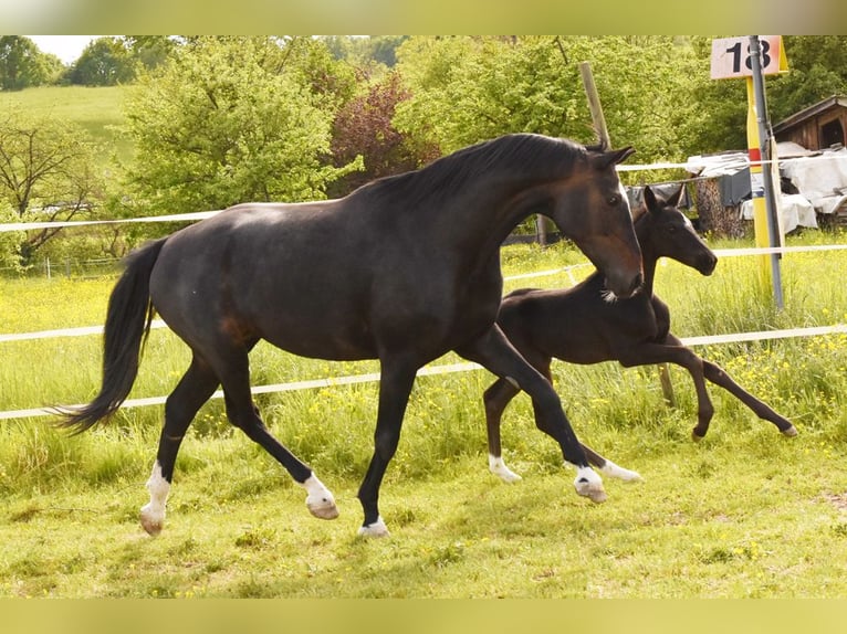 German Sport Horse Mare Foal (03/2026) Black in Fürth