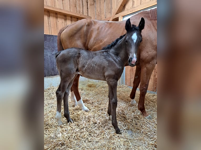 German Sport Horse Mare  Black in Greding