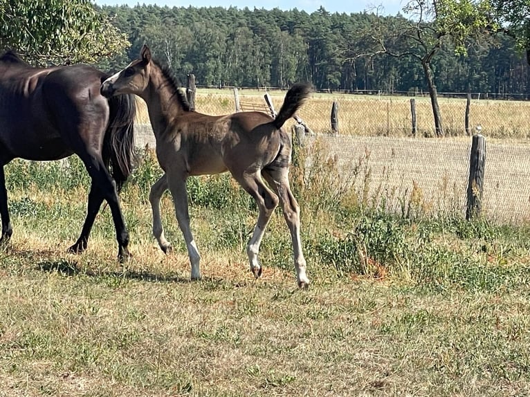 German Sport Horse Mare Foal (06/2026) Black in Arendsee