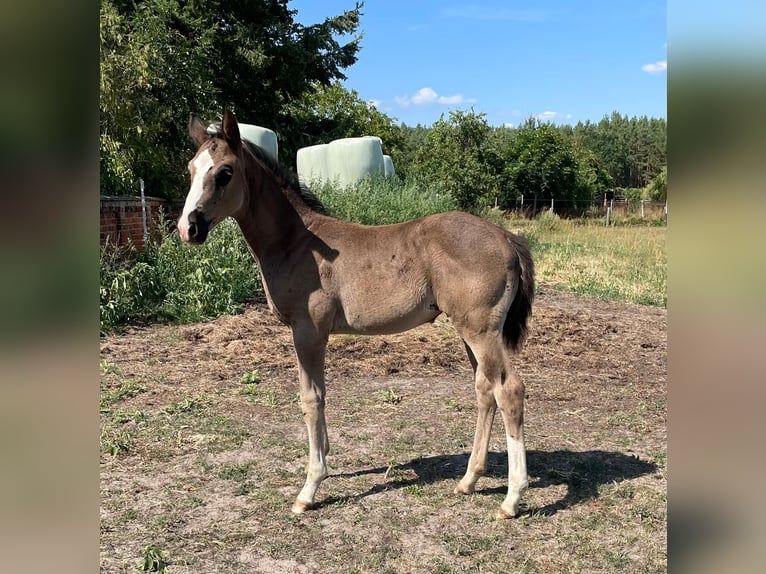German Sport Horse Mare Foal (06/2026) Black in Arendsee