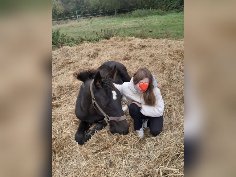 German Sport Horse Mare Foal (05/2025) Black in Rochau German Sport Horse Mare Foal (05/2025) Black in Rochau