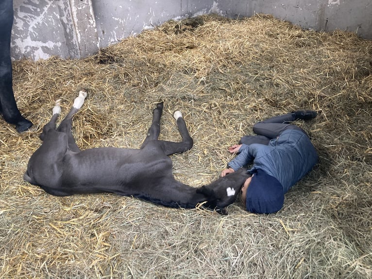 German Sport Horse Mare Foal (05/2025) Black in Rochau German Sport Horse Mare Foal (05/2025) Black in Rochau