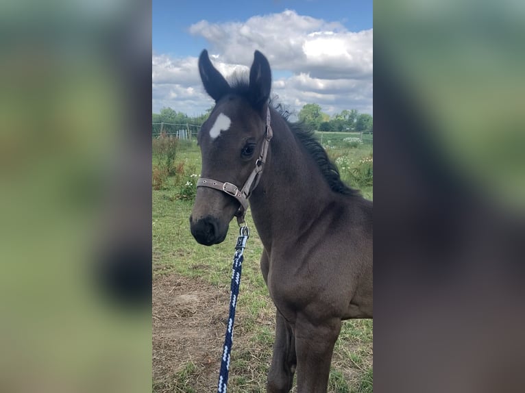 German Sport Horse Mare Foal (05/2025) Black in Rochau German Sport Horse Mare Foal (05/2025) Black in Rochau