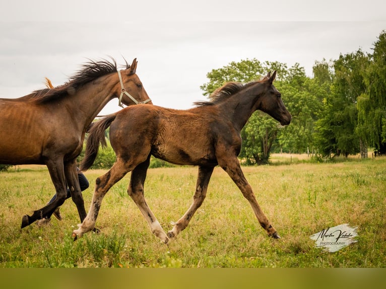 German Sport Horse Mare Foal (02/2025) Black in Hohenbocker