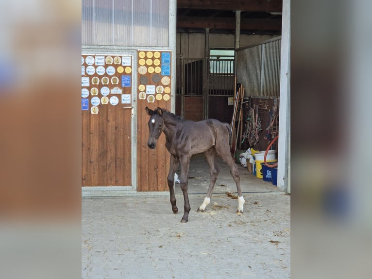 German Sport Horse Mare Foal (05/2025) Black in Bad Birnbach