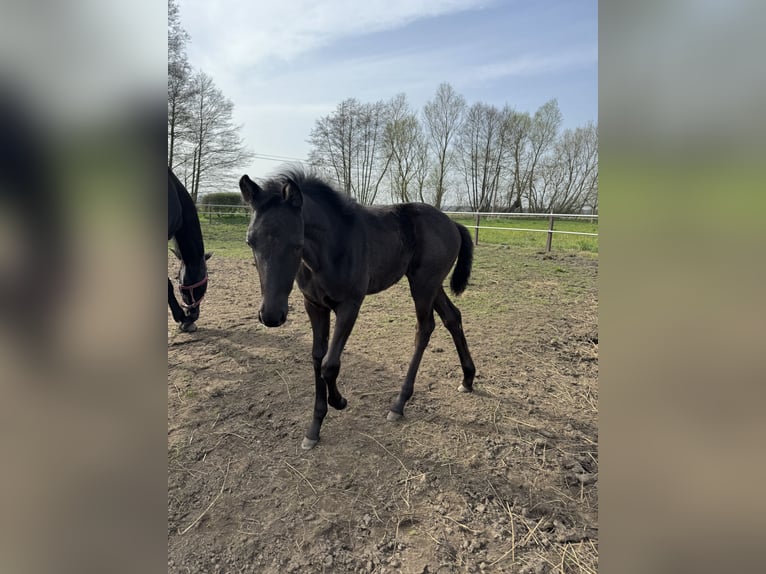German Sport Horse Mare Foal (02/2024) Black in Wittstock/Dosse ZootzenHeiligengrabe