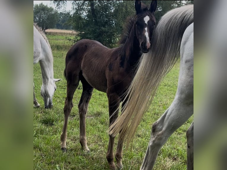 German Sport Horse Mare Foal (05/2025) Black in Osterburg