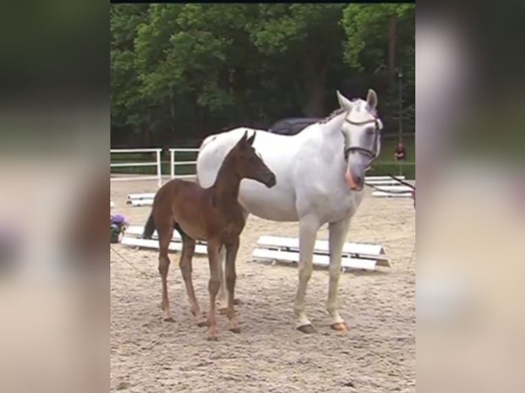 German Sport Horse Mare Foal (05/2025) Black in Osterburg