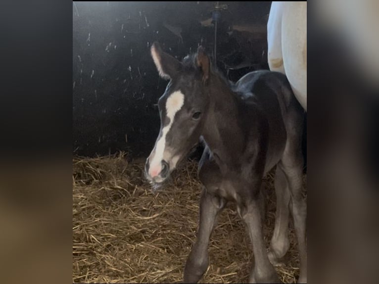 German Sport Horse Mare Foal (05/2025) Black in Osterburg