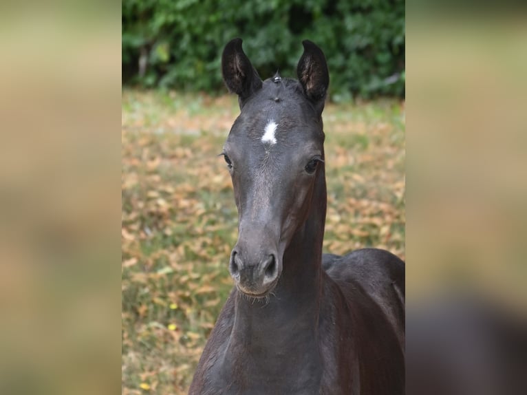 German Sport Horse Mare Foal (05/2025) Black in Gomadingen