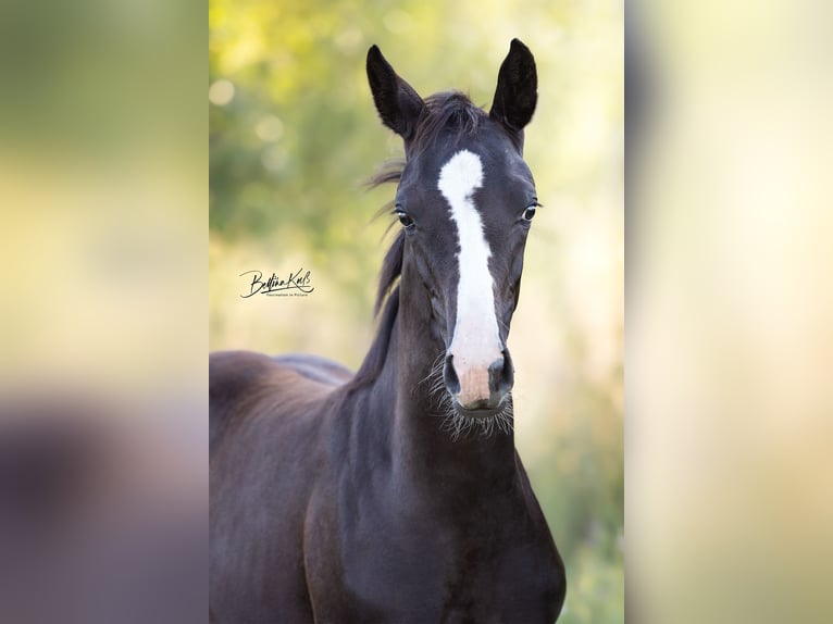 German Sport Horse Mare Foal (05/2025) Black in Grunow-Dammendorf Grunow