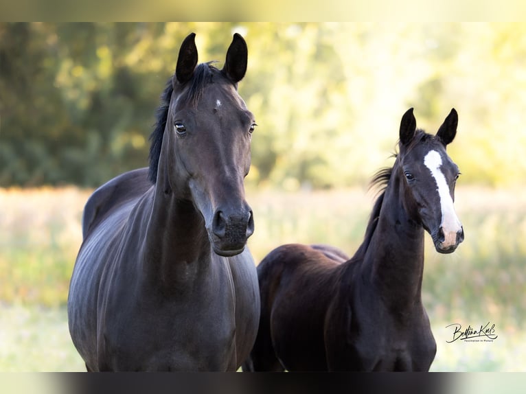 German Sport Horse Mare Foal (05/2025) Black in Grunow-Dammendorf Grunow