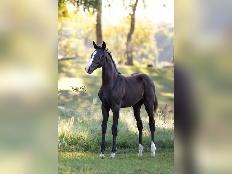 German Sport Horse Mare Foal (05/2025) Black in Grunow-Dammendorf Grunow