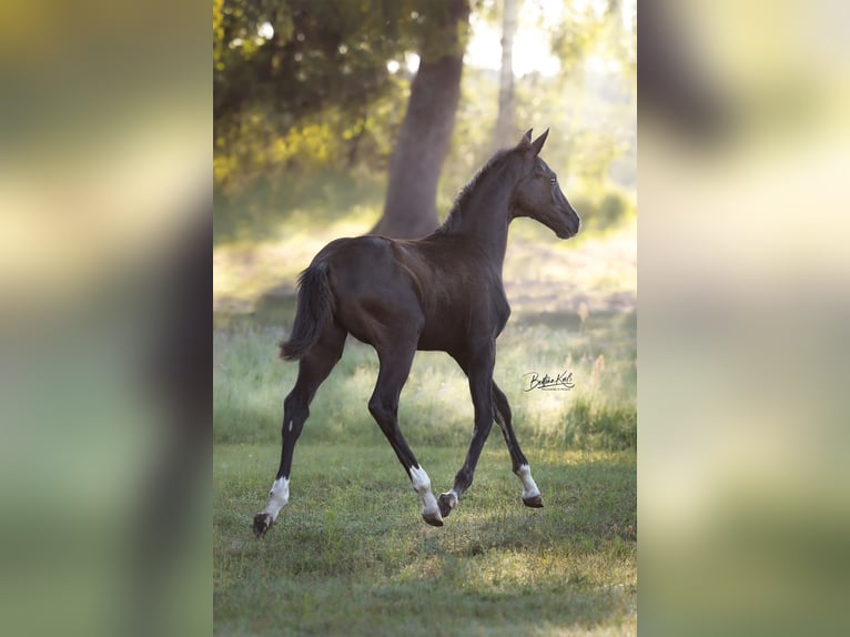 German Sport Horse Mare Foal (05/2025) Black in Grunow-Dammendorf Grunow