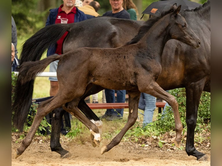 German Sport Horse Mare Foal (04/2026) Black in Möllenbeck