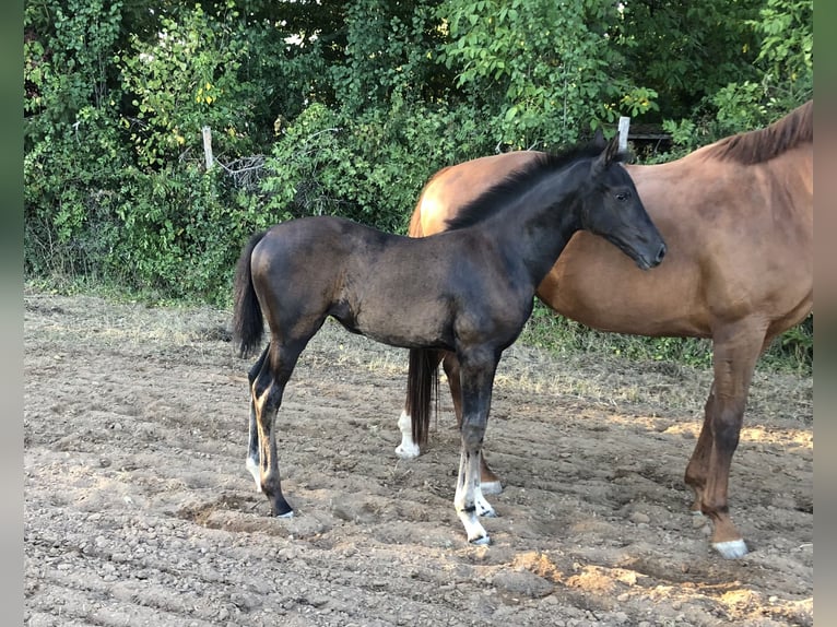 German Sport Horse Mare Foal (05/2026) Black in Neuler