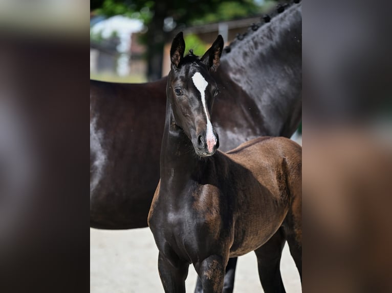 German Sport Horse Mare Foal (05/2025) Black in Siegenburg